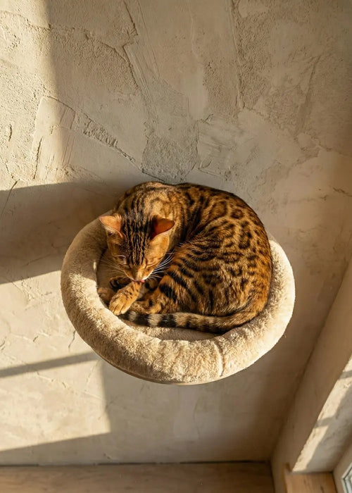 A Bengal cat curled up sleeping comfortably in the Purrfait Orbit, a plush wall-mounted cat bed shelf bathed in warm sunlight, creating a cozy high-up resting spot.